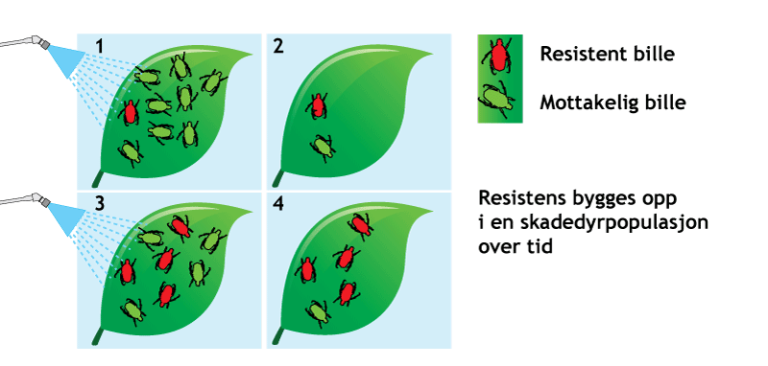 Seleksjon-og-resistens.png