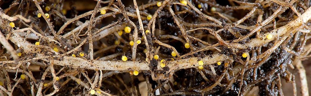 Nematoder