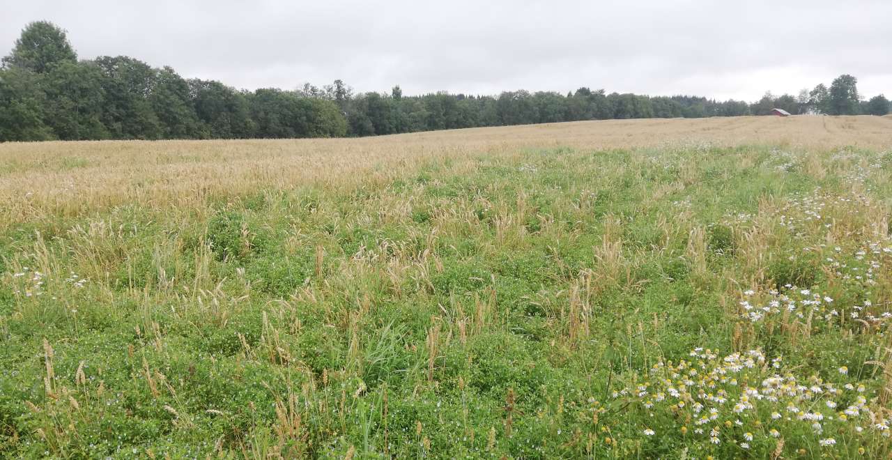 Rotsårnematode i hvete Foto MSV