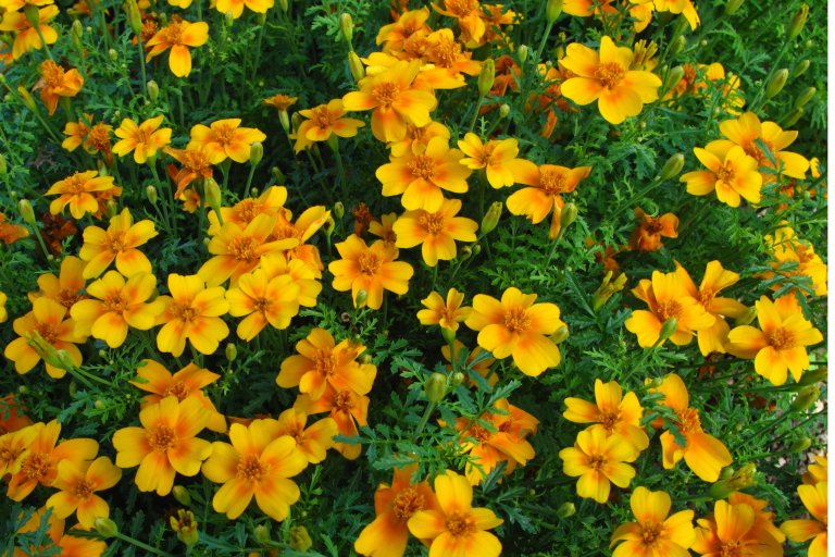 Tagetes kan bidra til å redusere populasjonen av rotsårnematoder i jorda.