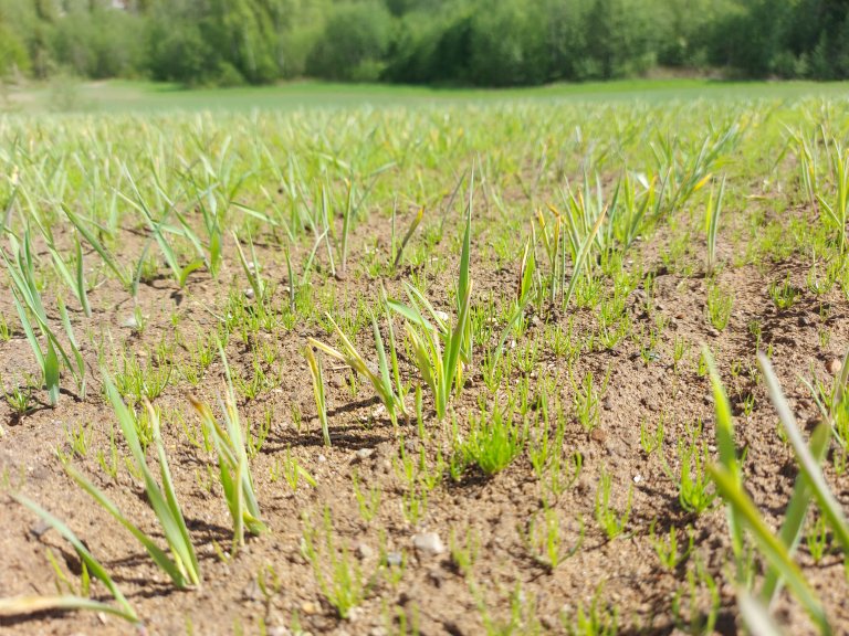 I bygg kan skadene fra rotsårnematoder være kloroser, gulning av bladspisser og mye ugras.