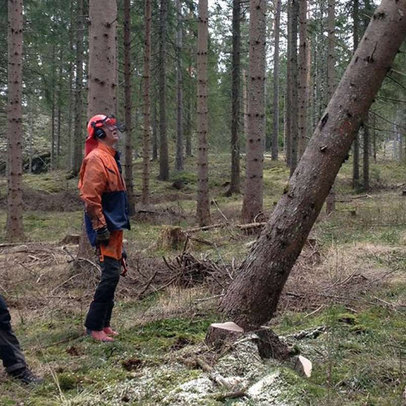 biomim_trefelling_2