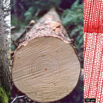 Timber species_ Spruce