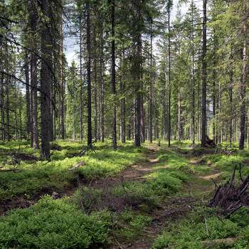 Blåbærgranskog