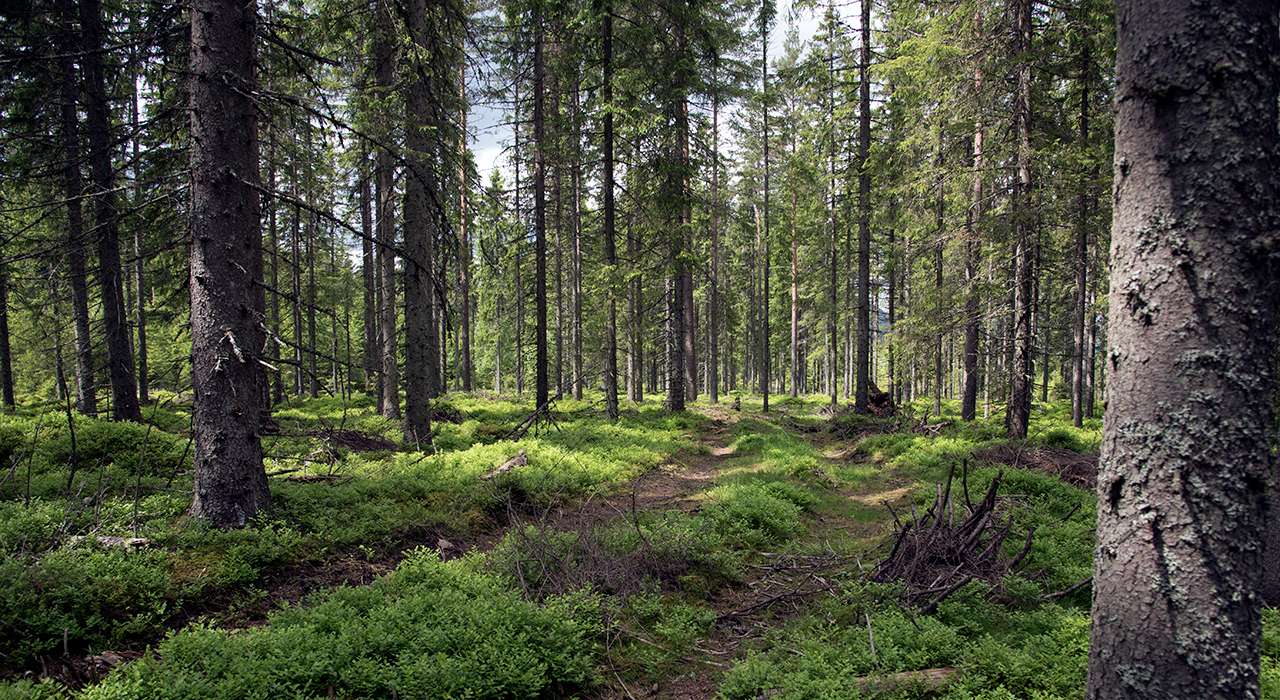 Blåbærgranskog