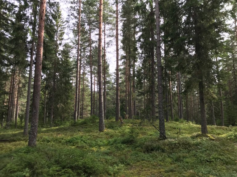 Barblanding Gardermoen foto Kjersti H Hanssen.JPEG