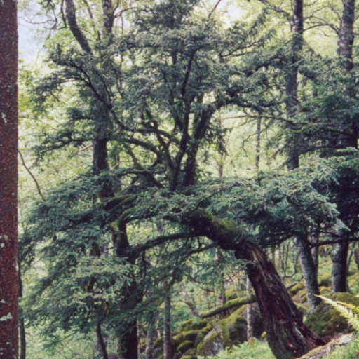 Barlind - Nibio