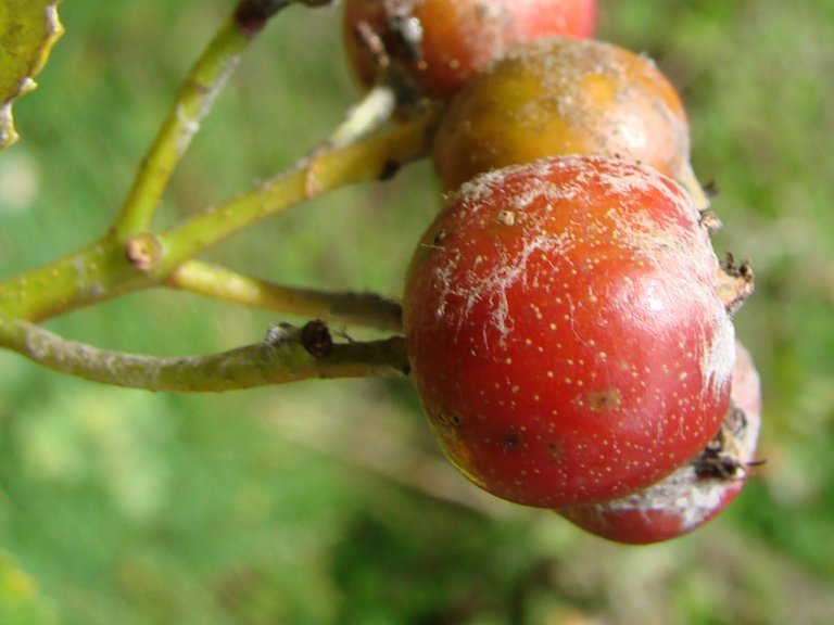 Bergasal_rupicola_frukt_Milde.jpg