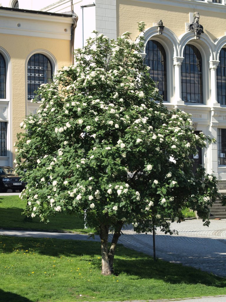 Fagerrogn_faegriana_helt_tre_Bergen.jpg