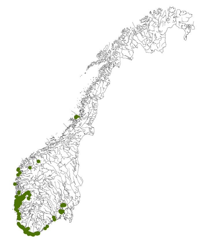Kart_fagerrogn_Sorbus_meinichii.jpg