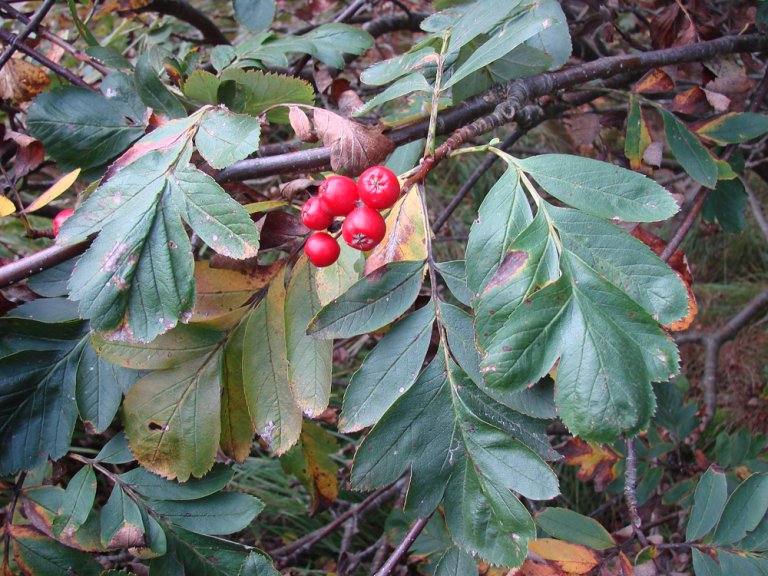 Fagerrogn_blad_baer_obtusipinnata_Flekkeroy.jpg