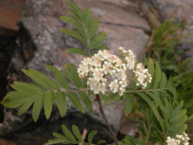 Fagerrogn_angustipinnata_blomst_Lykling.jpg