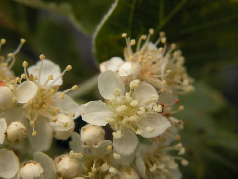 Grenmarasal_subpinnata_blomst_Breviksbrua.jpg