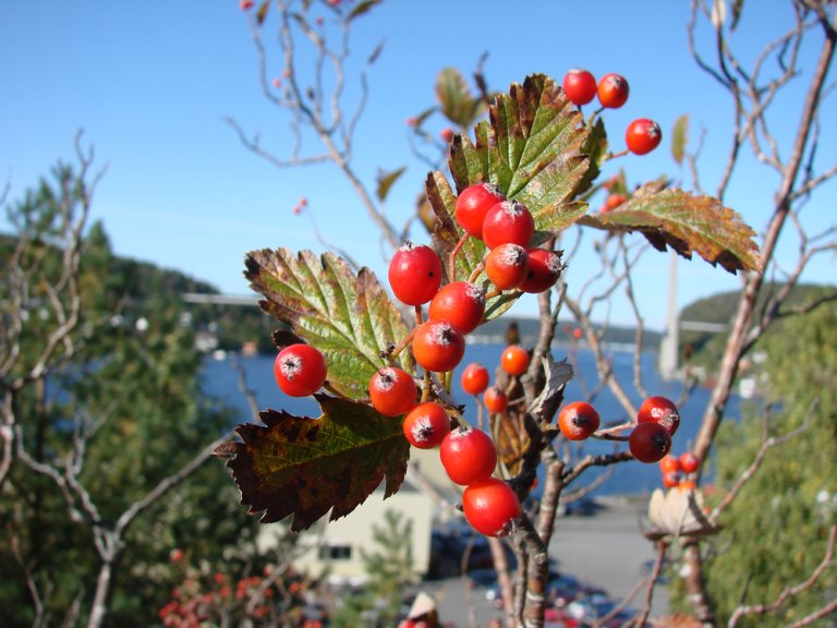 Grenmarasal_subpinnata_frukt_Breviksbrua.jpg