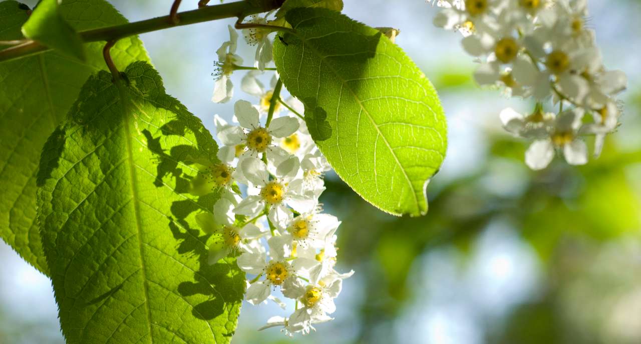Hegg i blomst