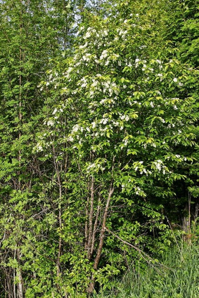 Hegg-i-bloms-1.jpg