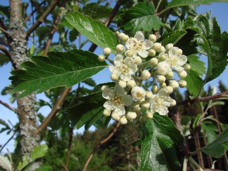 Nordlandsasal_neglecta_blomst.jpg