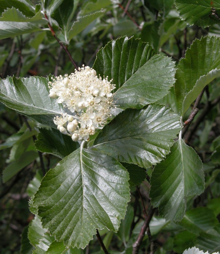 Norsk_asal_norvegica_blad_Klevstrand.jpg