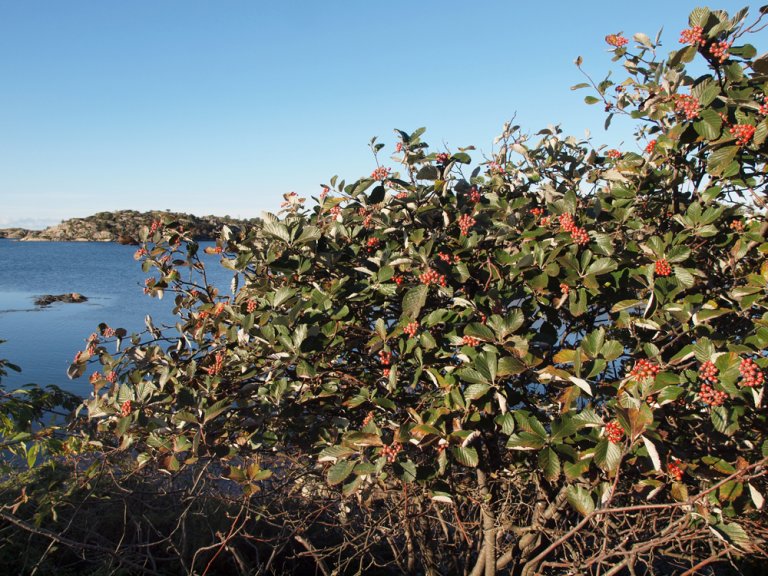 Norsk_asal_norvegica_Flekkeroy_Asperoya.jpg