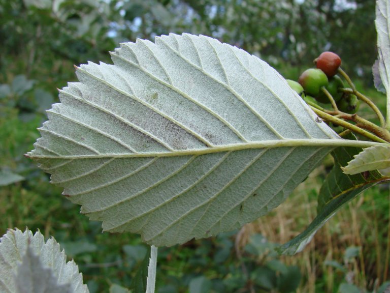 Norsk_asal_norvegica_blad_Milde.jpg