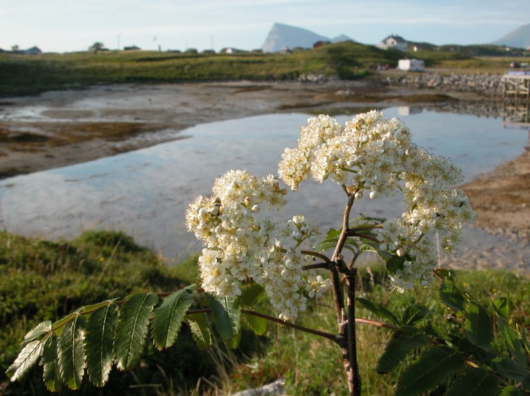 Aucuparia_glabrata_kvist_Sommaroy.jpg