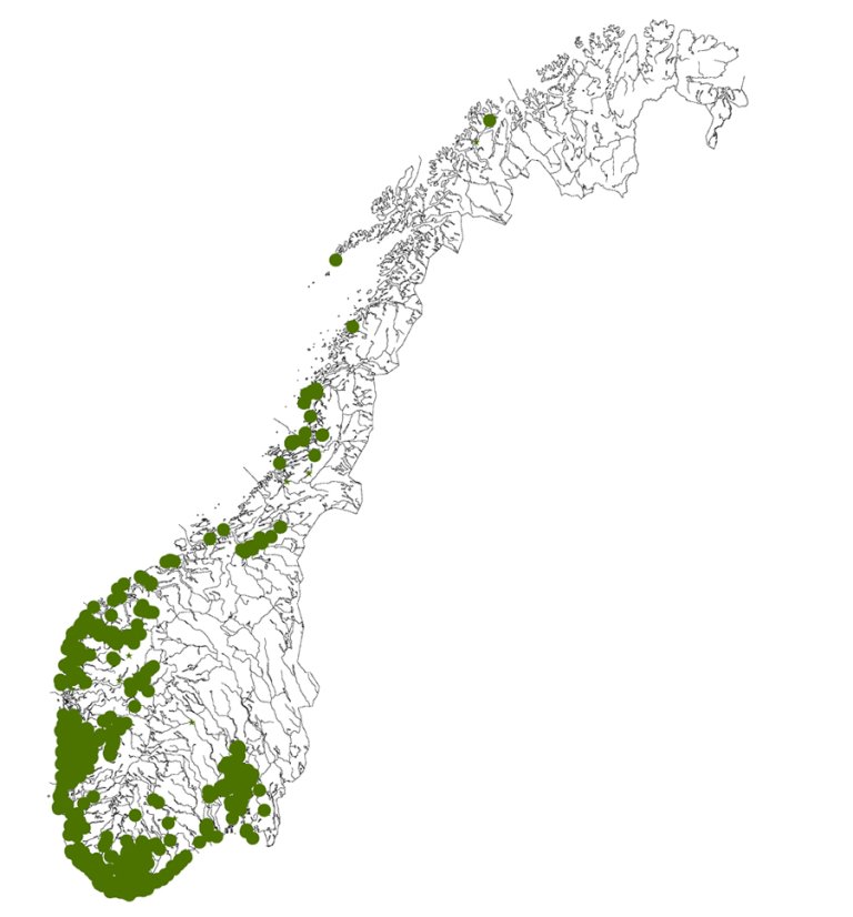 Kart_rognasal_Sorbus_hybrida.jpg