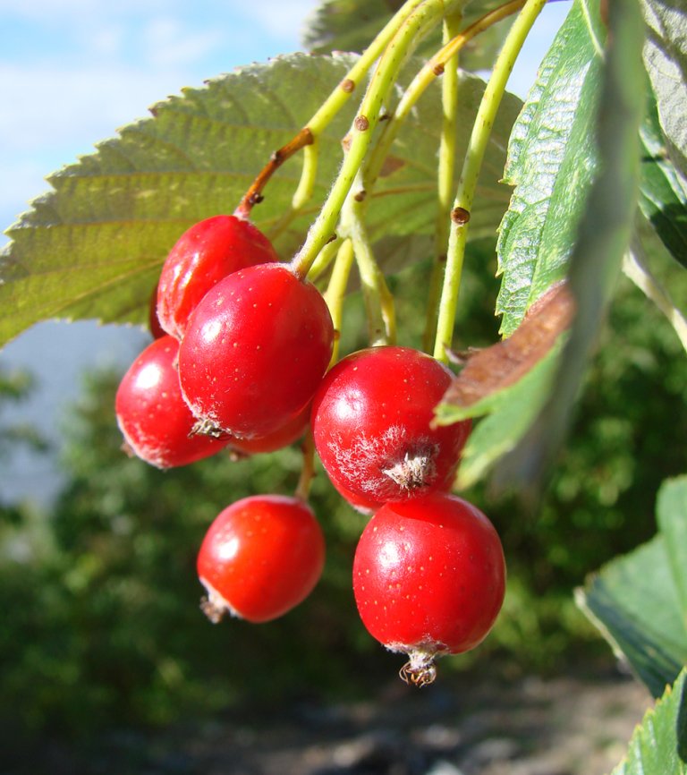 Soelvasal_aria_frukt_N_Langoya-1.jpg