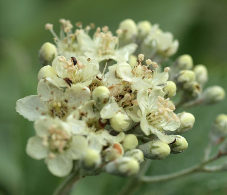 Soelvasal_Aria_blomst_Loevstakken.jpg