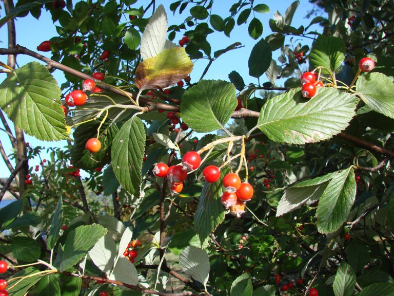 Soelvasal_aria_busk_N_Langoya.jpg