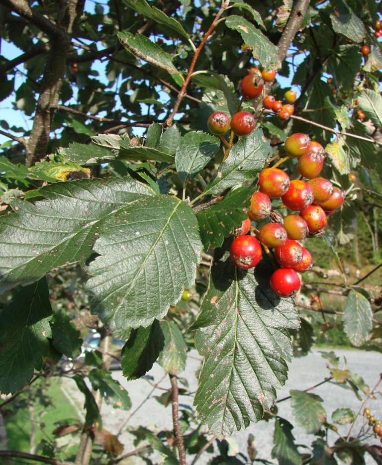 Soerlandsasal_subsimilis_frukt.jpg