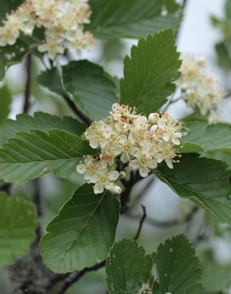 Soerlandsasal_subsimilis_blomst_Loevstakken.jpg