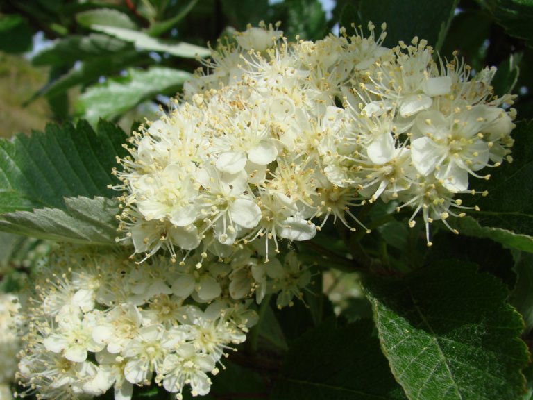 Fransk_asal_mougeotii_blomst_Karmoy.jpg
