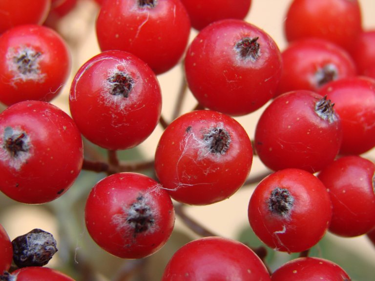 Smaasal_subarranensis_kun_frukt_Bru.jpg