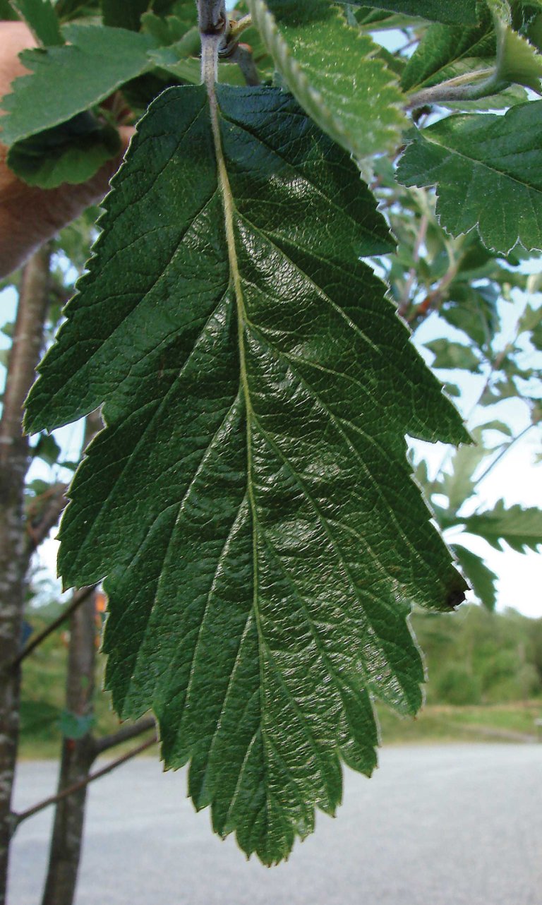 Smaasal_subarranensis_blad_Bru.jpg