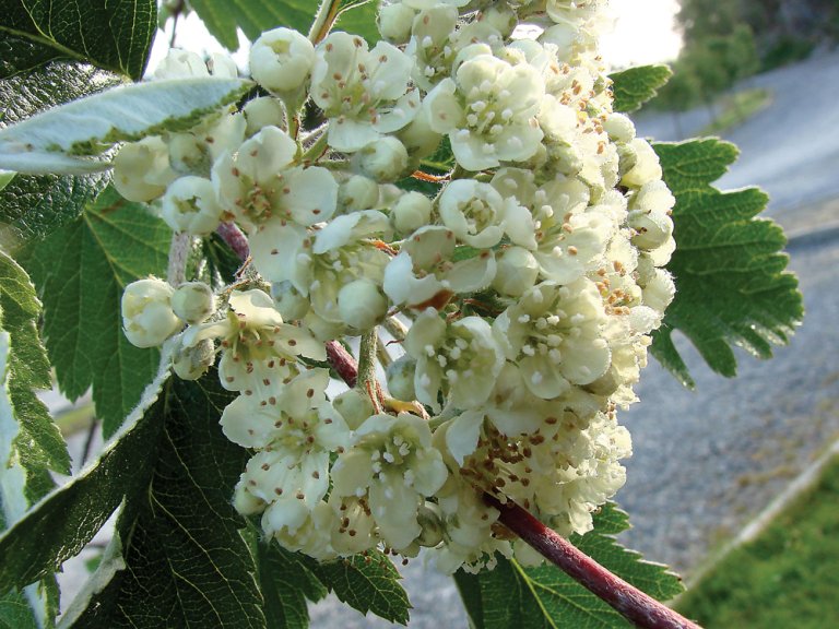 Smaasal_subarranensis_blomst_Bru.jpg