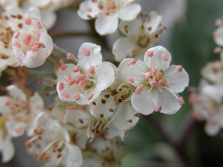 Sogneasal_sognensis_blomst_Milde.jpg