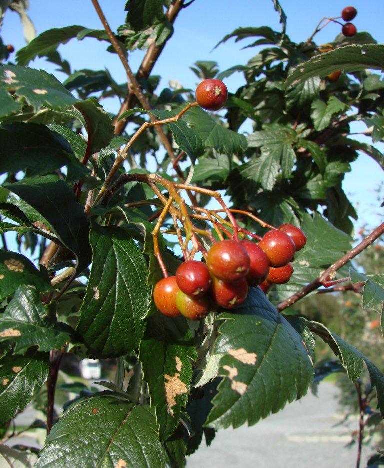 Sogneasal_sognensis_frukt_Milde.jpg