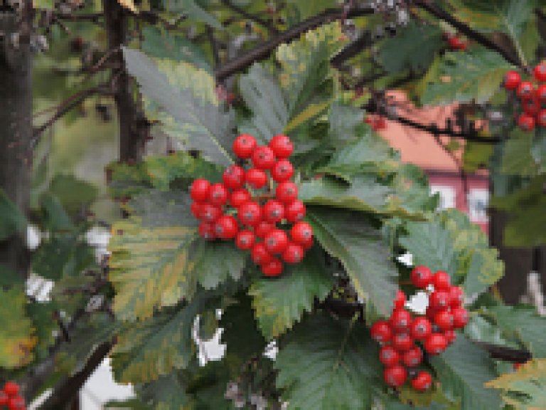 hovedtekstbilde_Oesteriksk_asal_austriaca_frukt_Augland.jpg