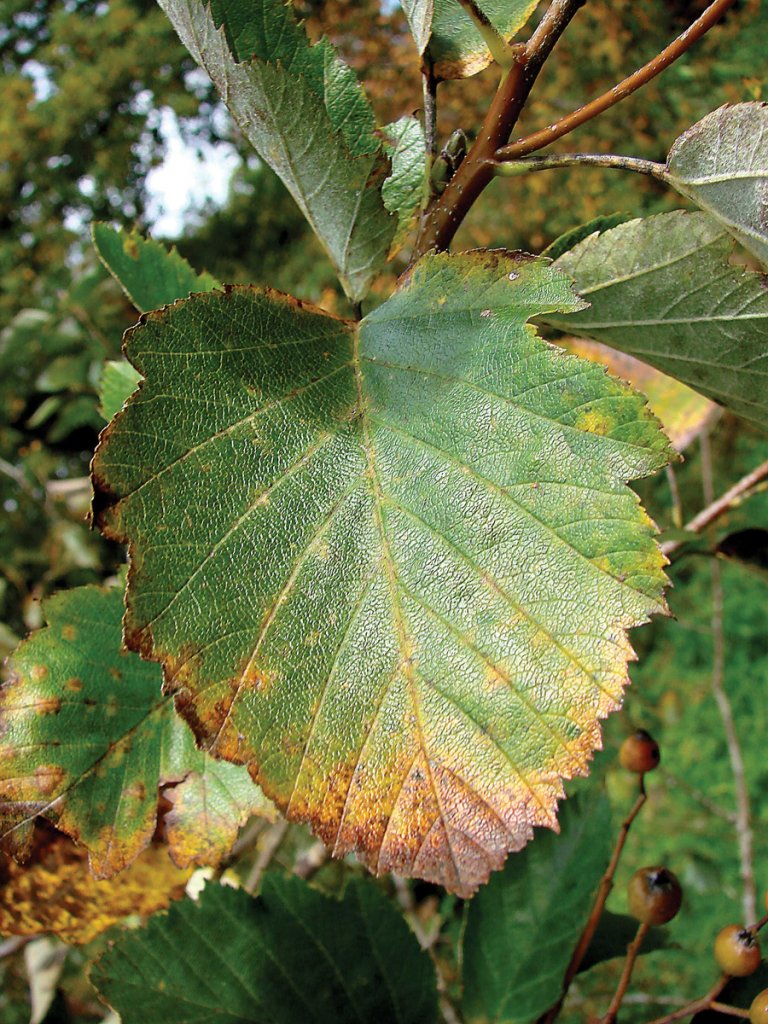 Breiasal_latifolia_blad_Milde.jpg