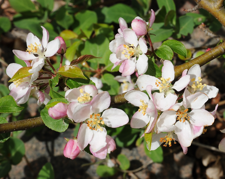 villepleblomster.PNG