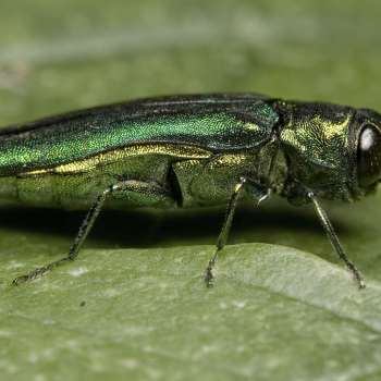 asiatisk askepraktbille Foto David Cappaert, Michigan State University, Bugwood.org_5343061-LGPT