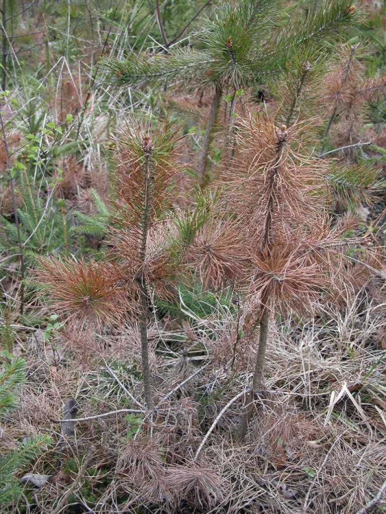 SOH-20040502-152316b.jpg