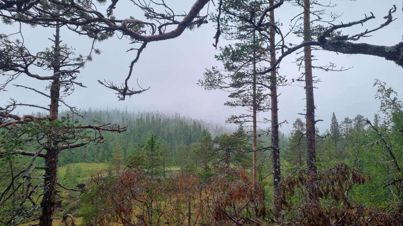 Gammel skog