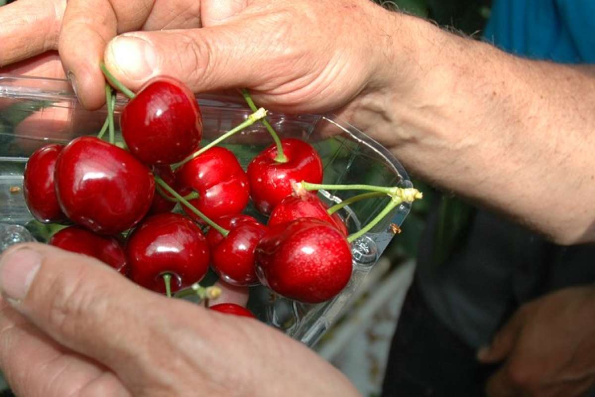 moreller 2 nær j_cropped