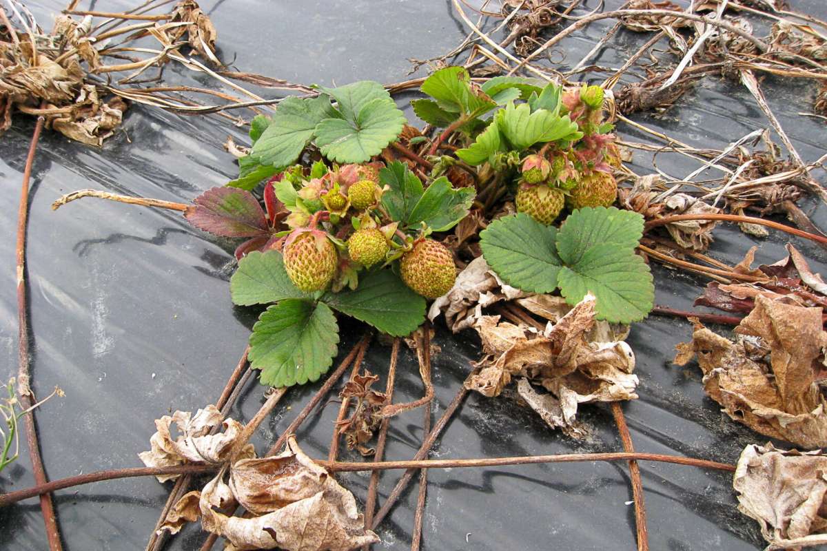 CRISPR-markjordbær_cropped