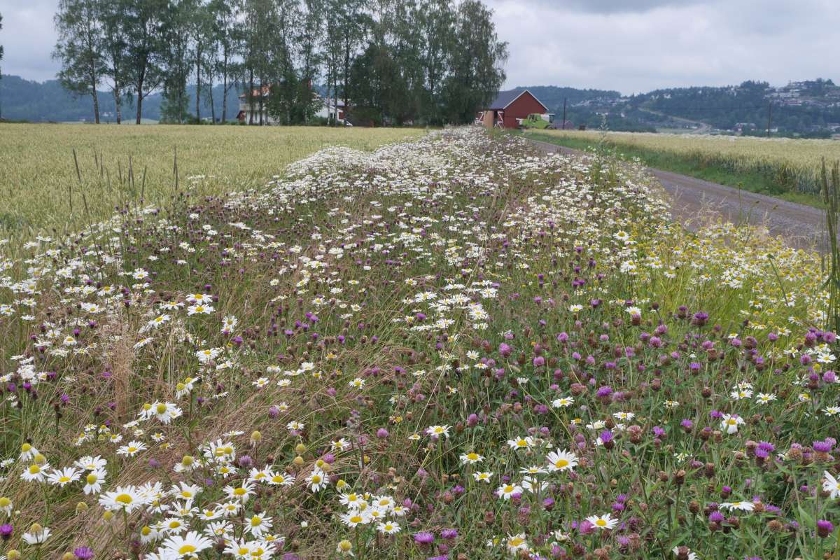 Flerårig pollinatorstripe sådd med Ronustblanding i Ramnes, Vestfold. Foto John Ingar Øverland_cropped