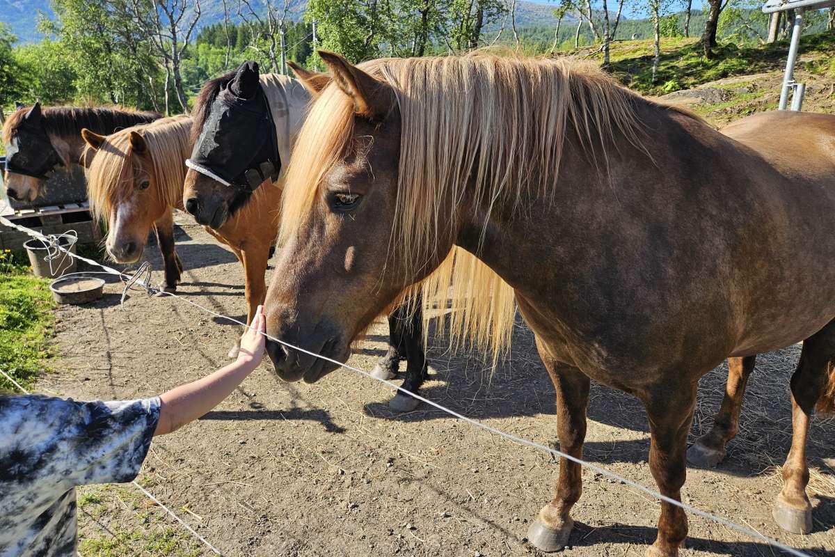 Stryke på mulen_cropped