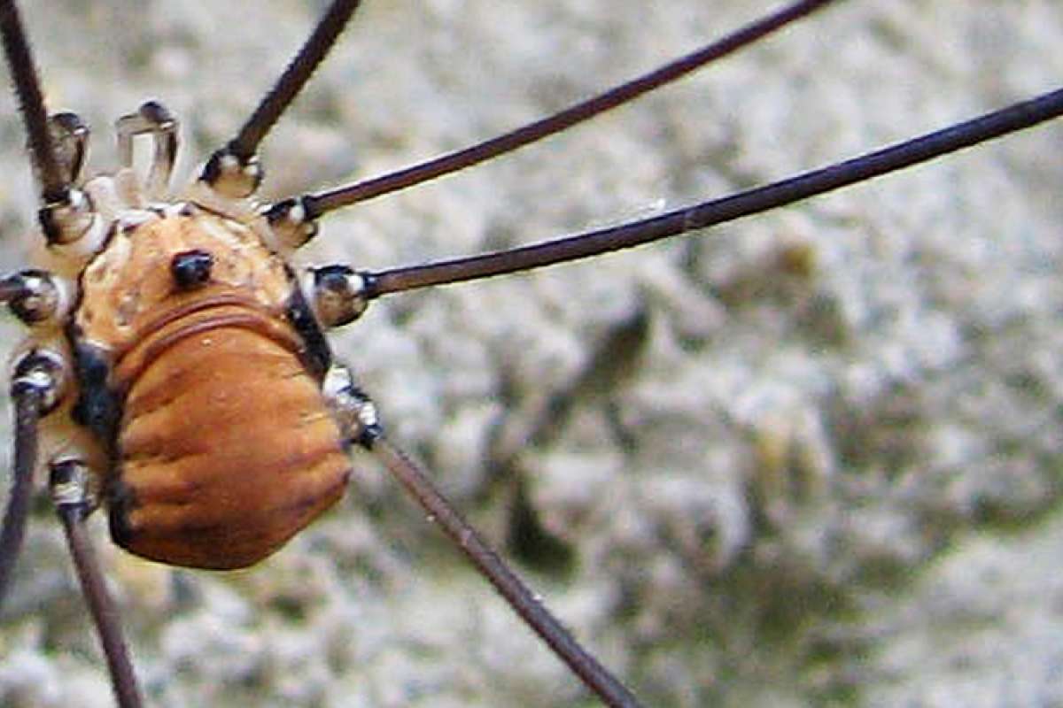 Leiobunum limbatum_cropped.jpg